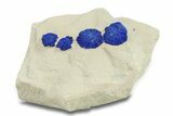 Vibrant Blue Azurite Suns on Siltstone - Australia #287952-1
